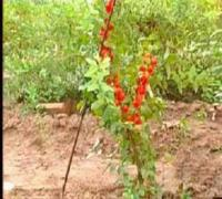 優(yōu)質(zhì)把玩核桃苗及各類種子種苗，助力企業(yè)B2B電子商務發(fā)展